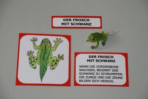Abbildung Didaktisches Material: Lebenszyklus eines Frosches