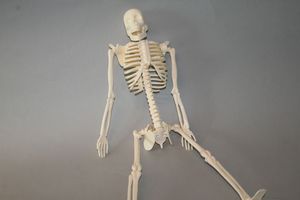 Abbildung Didaktisches Material: Das menschliche Skelett