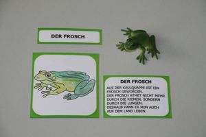 Abbildung Didaktisches Material: Lebenszyklus eines Frosches