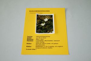 Abbildung Didaktisches Material: Pflanzen-Kartei