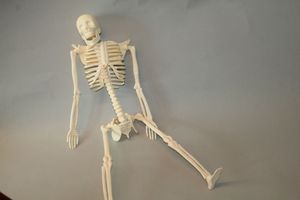 Abbildung Didaktisches Material: Das menschliche Skelett