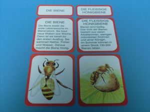 Abbildung Didaktisches Material: Lebenszyklus einer Biene