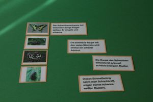Abbildung Didaktisches Material: Lesekarten Schmetterlinge