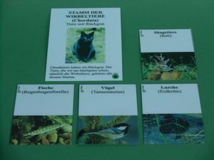 Abbildung Didaktisches Material: Klassifikationsspiel zum Tierreich