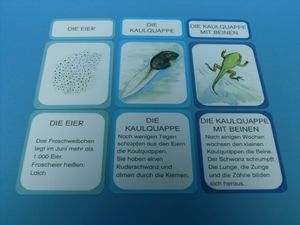 Abbildung Didaktisches Material: Lebenszyklus eines Frosches