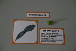 Abbildung Didaktisches Material: Lebenszyklus eines Frosches