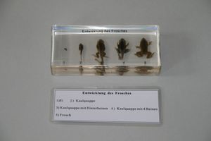 Abbildung Didaktisches Material: Entwicklung des Frosches