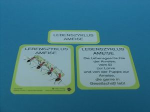 Abbildung Didaktisches Material: Lebenszyklus einer Ameise