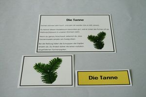 Abbildung Didaktisches Material: Bäume des Waldes