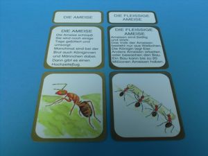 Abbildung Didaktisches Material: Lebenszyklus einer Ameise