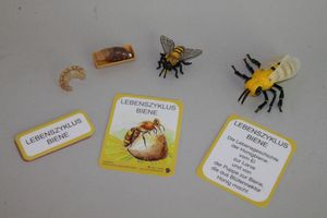 Abbildung Didaktisches Material: Themenkiste S - Die Biene