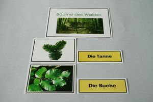Abbildung Didaktisches Material: Bäume des Waldes