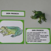 Lebenszyklus eines Frosches