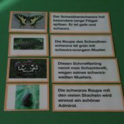 Lesekarten Schmetterlinge