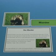 Tiere des Waldes