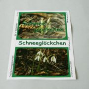 Schneeglöcken