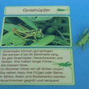 Insekten, Spinnen und Tausendfüßler