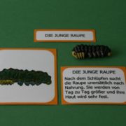 Lebenszyklus eines Schmetterlings